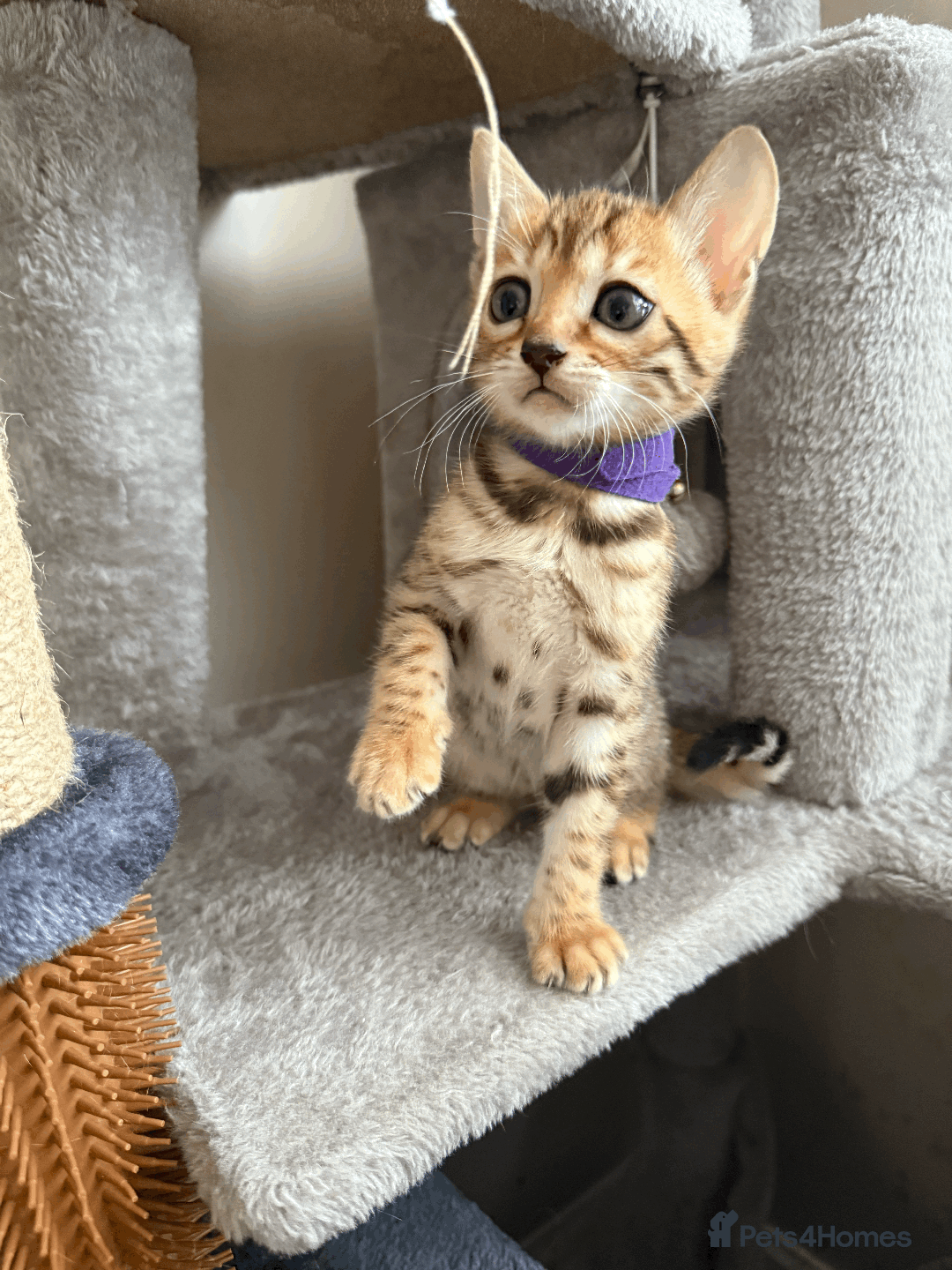 Bengal cats for sale: 🐾 Purebred Bengal Kittens for Sale 🐾 - Image 16