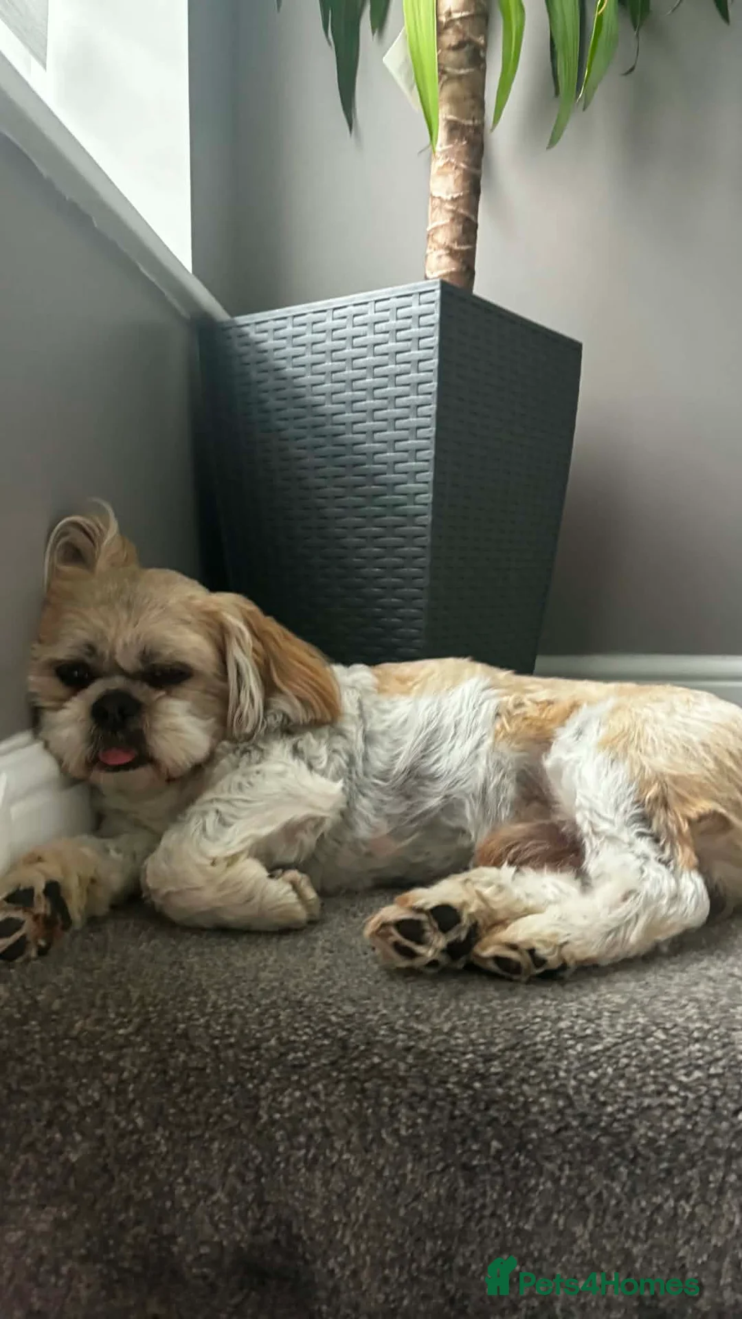 Mixed Breed dogs for sale: DOG LOOKING FOR A LOVELY HOME - Advert 1