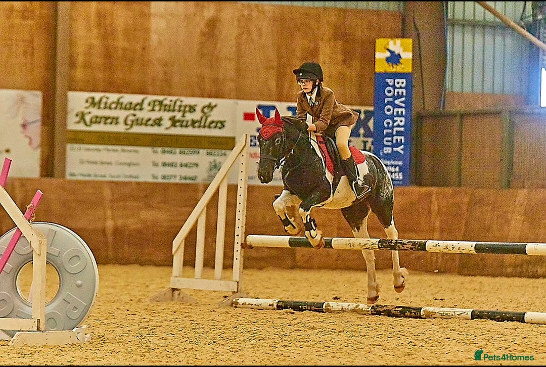 Irish Cob horses for sale: 13.1 fun loving all rounder  - Image 12
