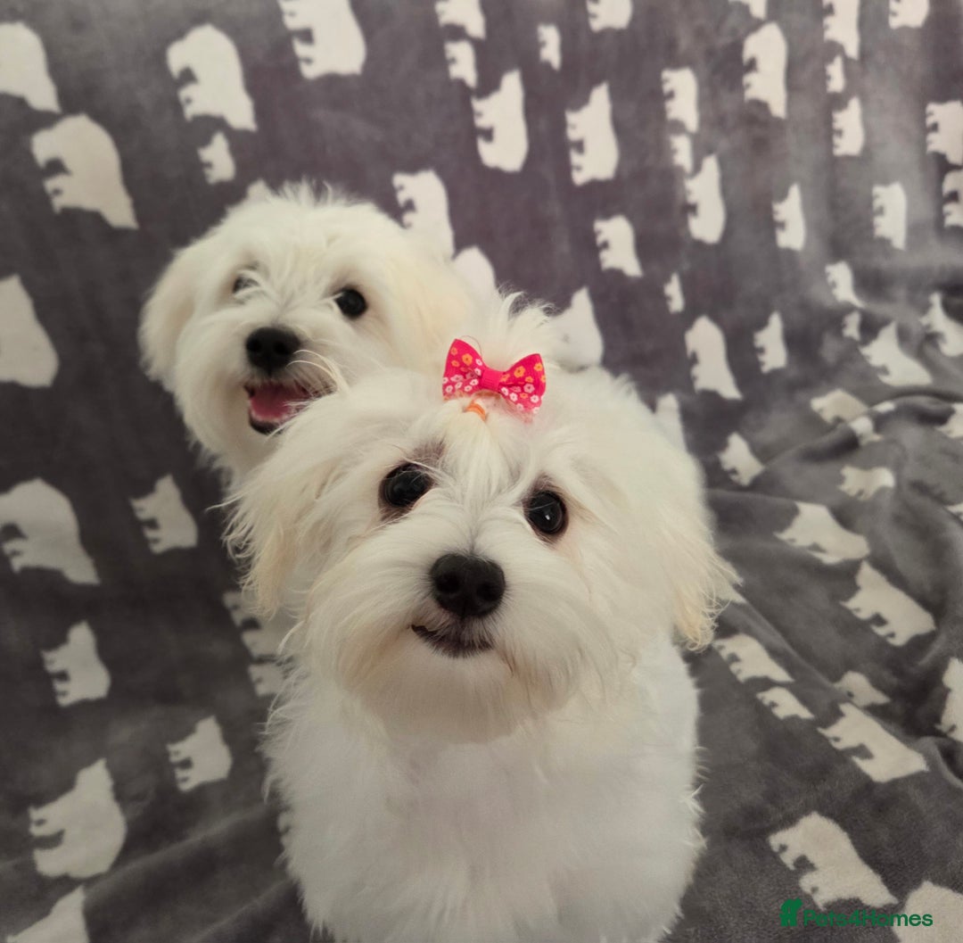 Maltese dogs for sale: KC Reg*Champion Bloodline Maltese Puppy in Wakefield - Image 10