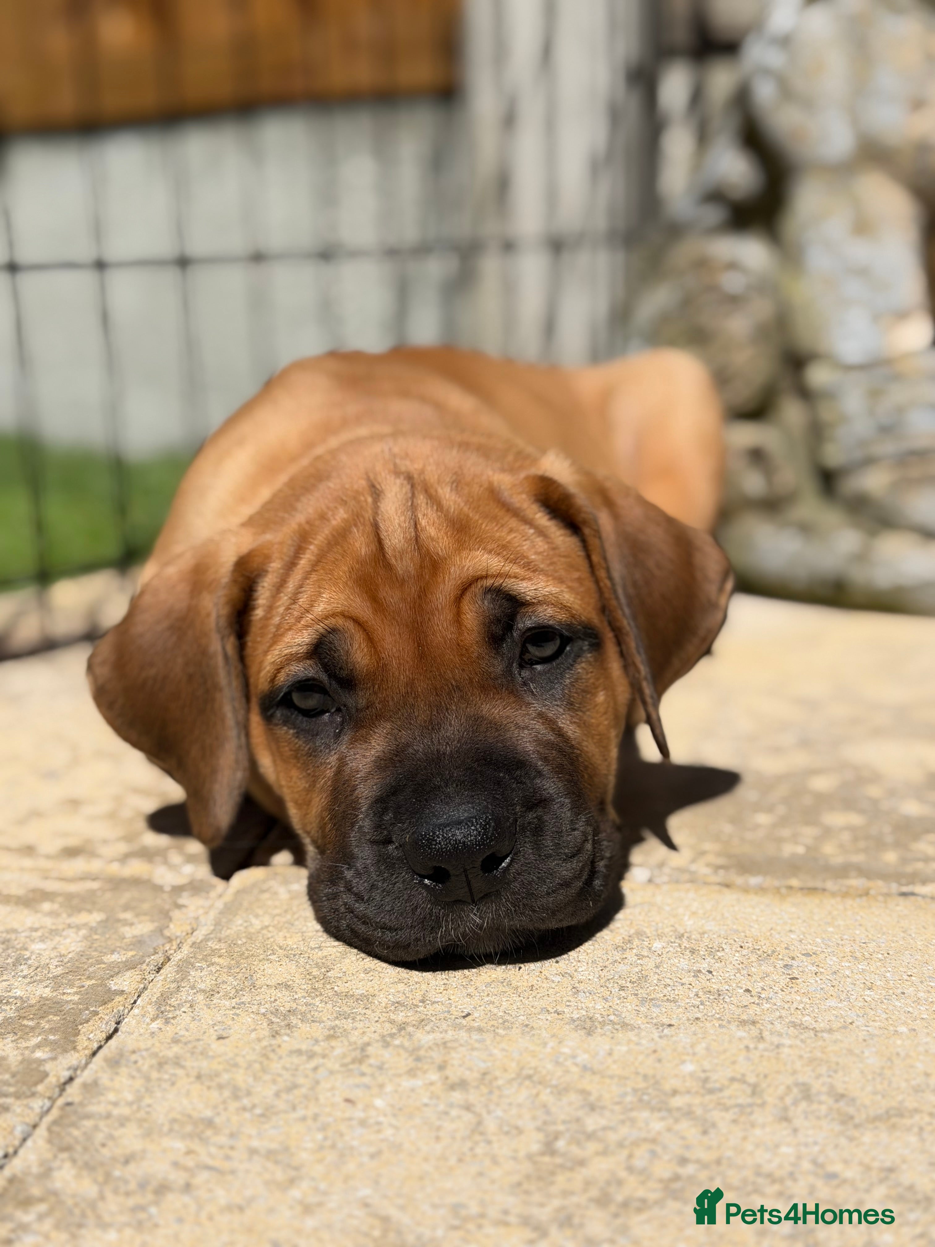Boerboel dogs Elite Guard Neema X Spartan Dutch - Advert 2