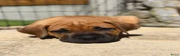 Boerboel dogs for sale: Elite Guard Neema X Spartan Dutch - Advert 16