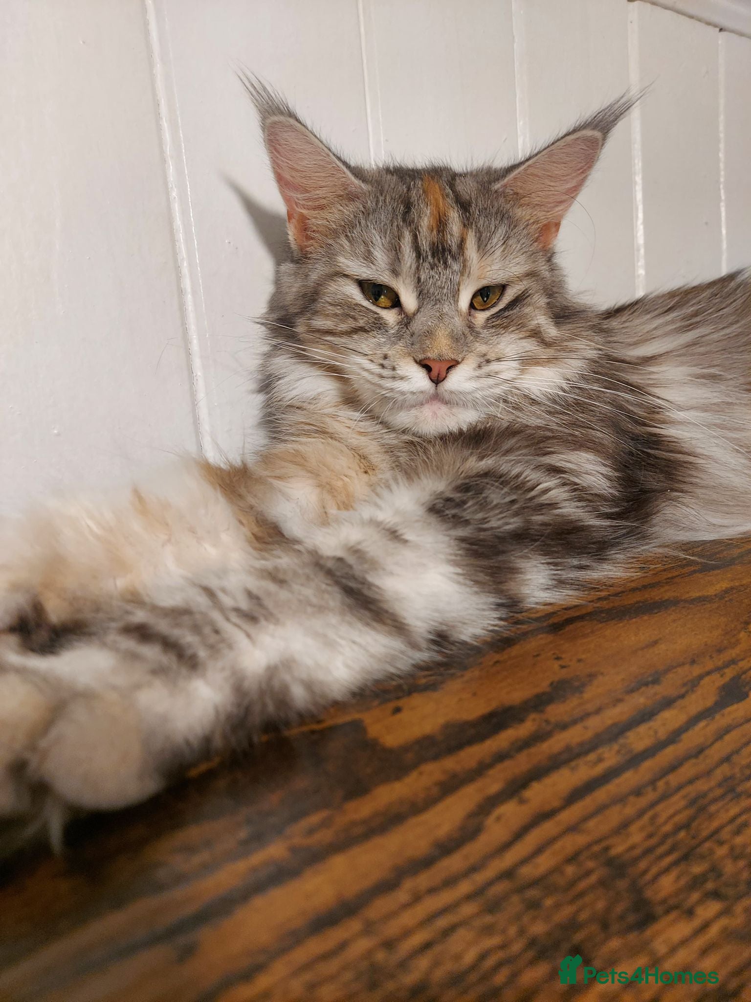 Maine Coon cats Purebred Maine Coon Female Kitten in Cream colour - Advert 1