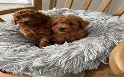Toy Poodle dogs for sale: Toy Poodles - Image 2