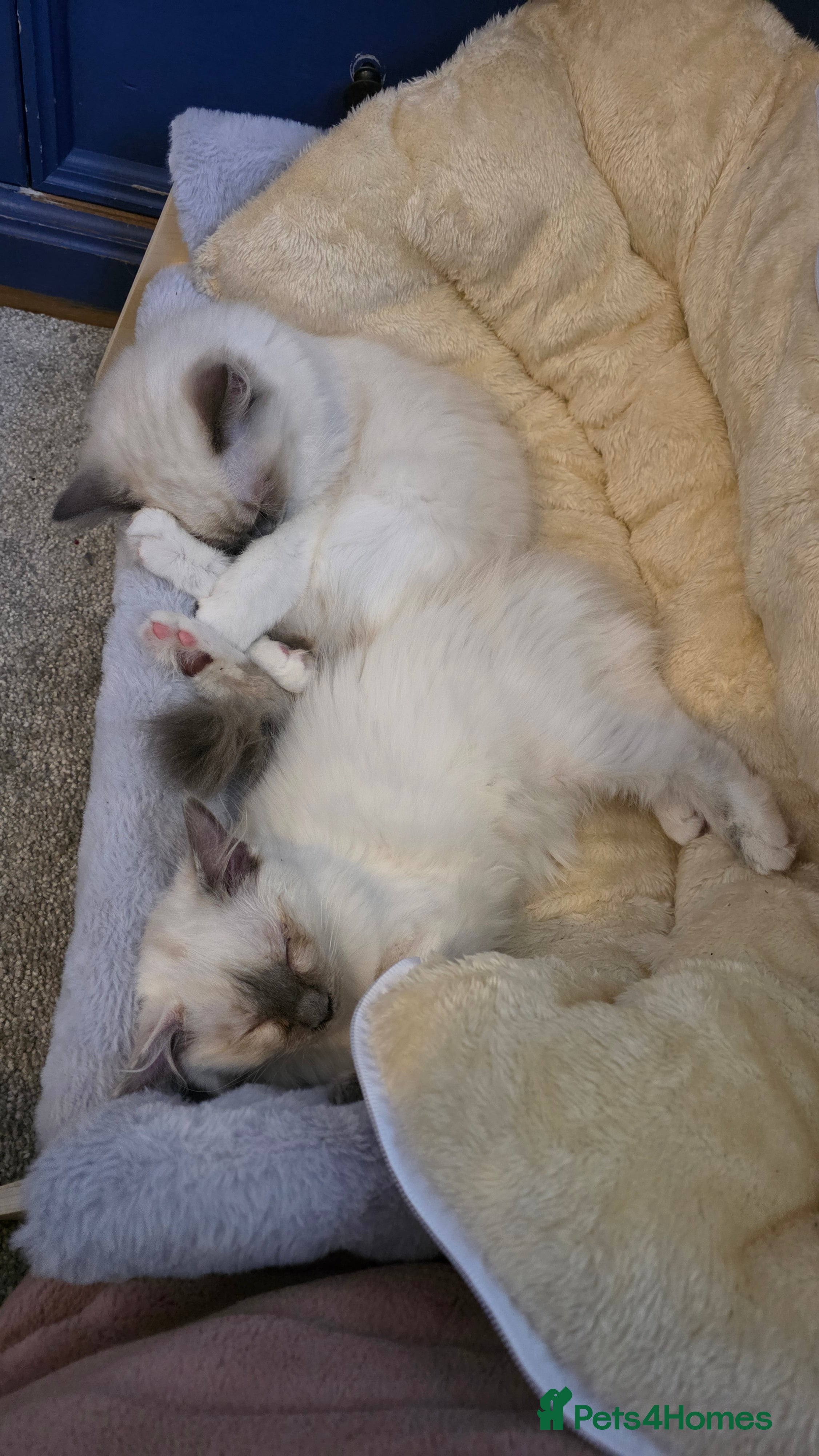 Ragdoll cats 2 Female Ragdoll Kittens - Advert 1