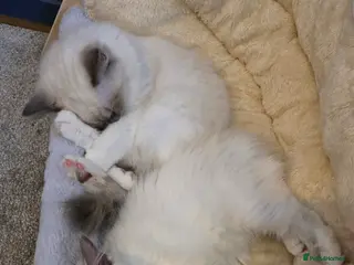 Ragdoll cats 2 Female Ragdoll Kittens - Advert 3