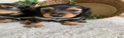 Miniature Dachshund dogs for sale: DNA TESTSED LONGHAIR MINI DACHSHUND  - Advert 3