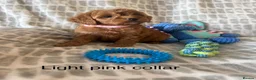 Cockapoo dogs for sale: Working cocker spaniel  - Advert 21