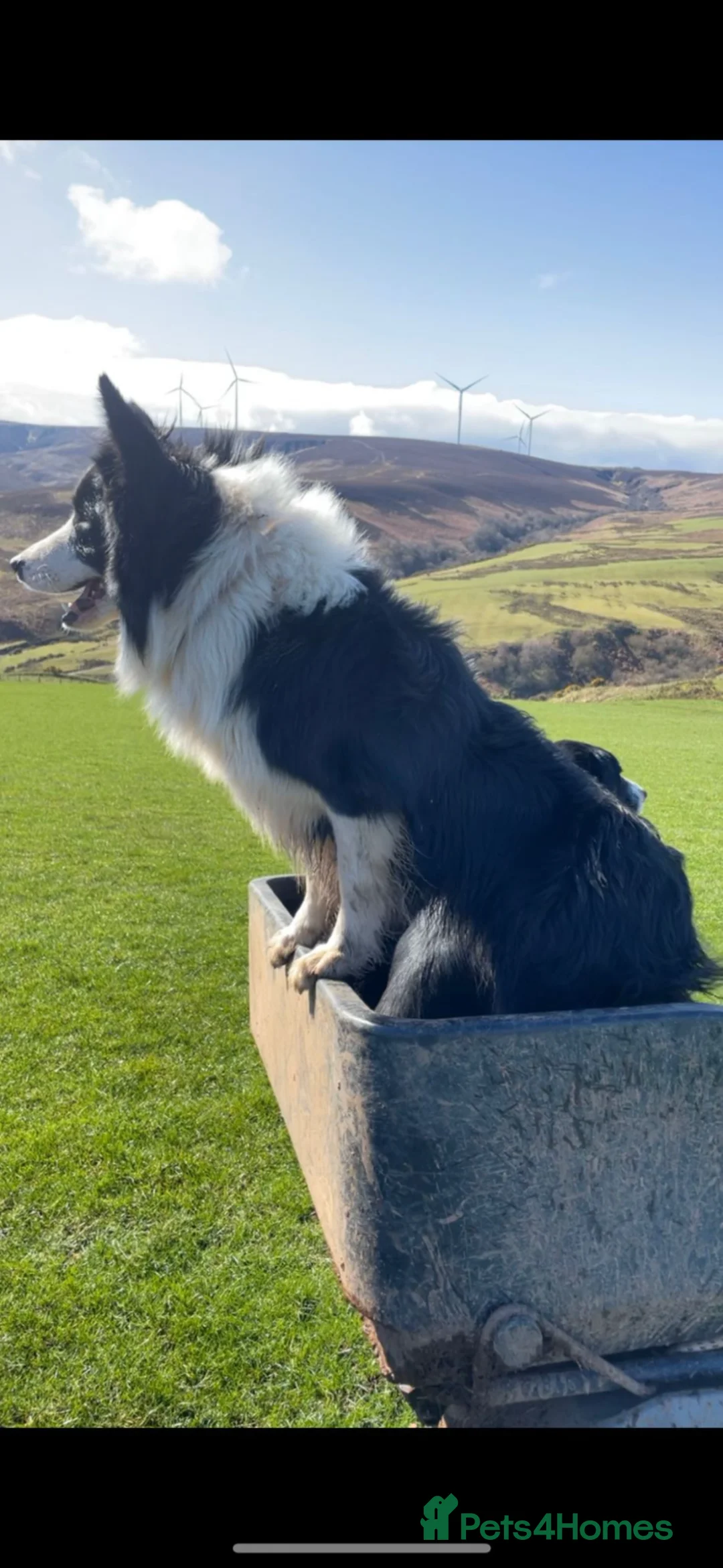 Mixed Breed dogs for sale: Kelpie x Welsh Collie Puppies  - Advert 5