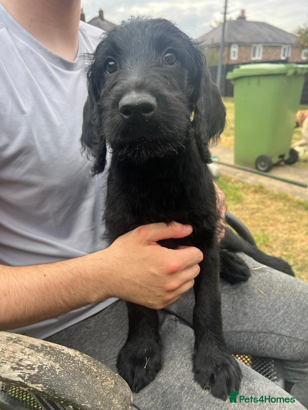 Labradoodle dogs for sale: Labradoodle  - Image 10