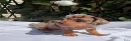 Miniature Dachshund dogs for sale: BEAUTIFUL TINY MINIATURE DASCHUNDS DAPPLE  - Advert 11