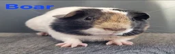 Guinea Pig rodents for sale: Beautiful Baby guinea pigs for sale  - Advert 8