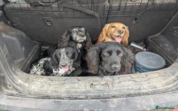 Mixed Breed dogs for sale: Stunning Puppies Ready to go 10 November - Image 19