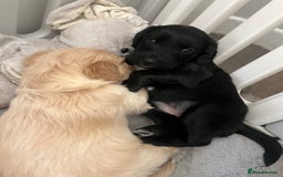 Mixed Breed dogs for sale: Beautiful Golden Cockapoo Retrieve puppies - Image 4