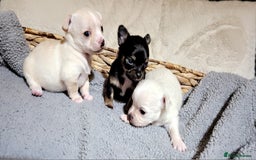 Chihuahua dogs for sale: X2 males chihuahua puppies - Image 3