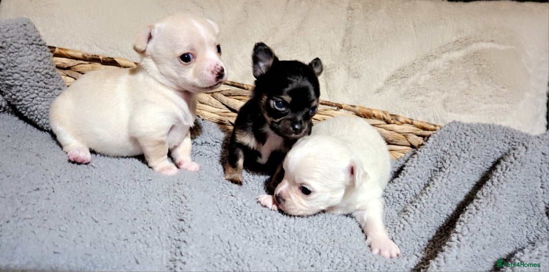 Chihuahua dogs for sale: X2 males chihuahua puppies - Image 3