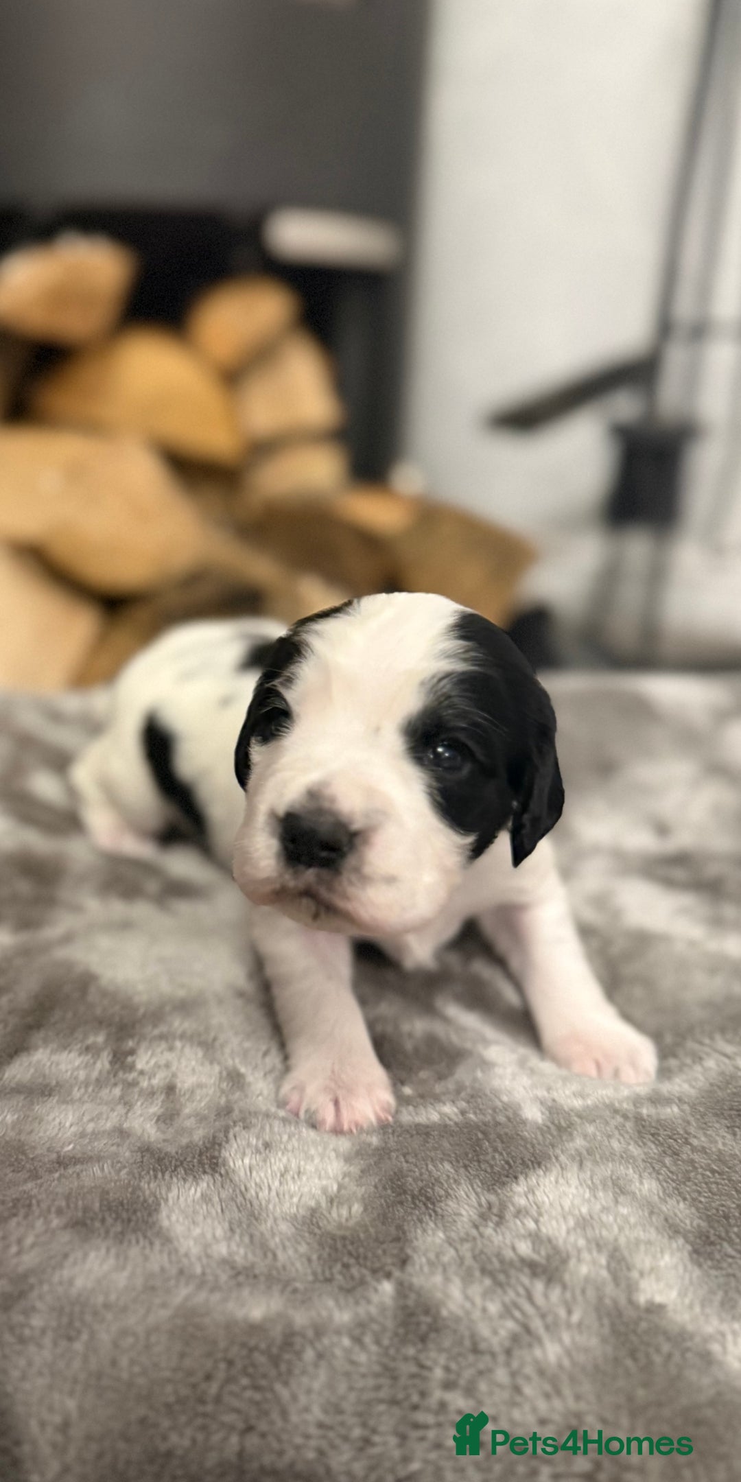 Cocker Spaniel dogs for sale: 7 cocker spaniel puppies for sale  - Advert 26