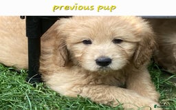 Goldendoodle dogs for sale: F1 Goldendoodle - Image 15
