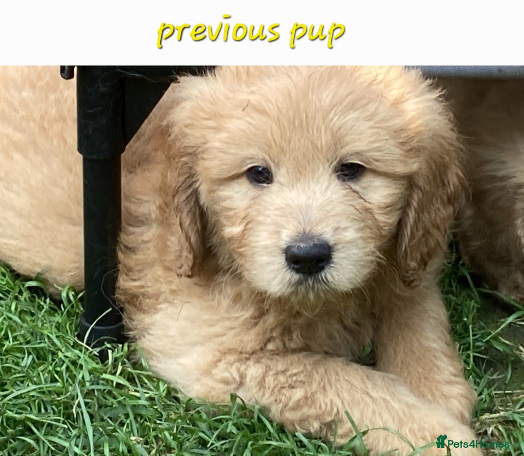 Goldendoodle dogs for sale: F1 Goldendoodle - Image 15