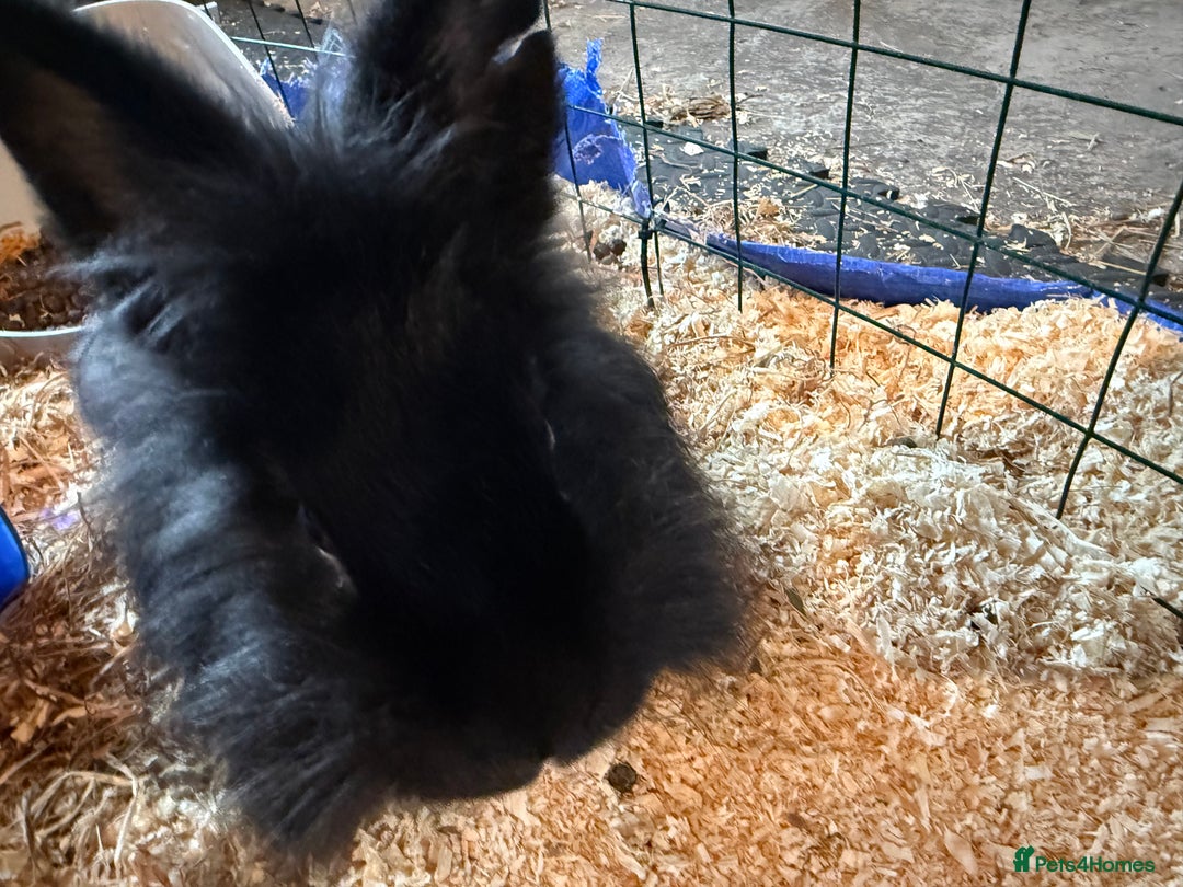 Lionhead rabbits for sale: Beautiful black fluffy rabbit - Advert 3