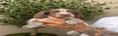 Cocker Spaniel 2