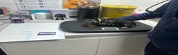 Miniature Dachshund dogs for sale: 1 left black and tan girl ready now - Advert 32