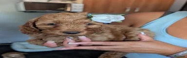 Cockapoo 5