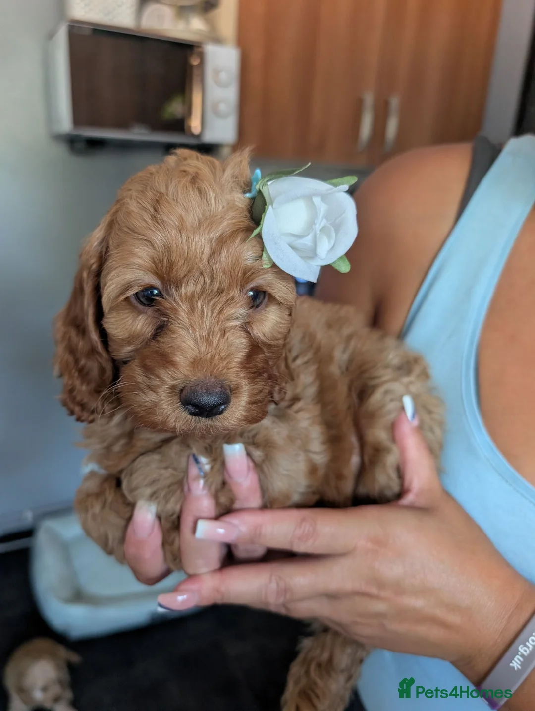 Cockapoo dogs for sale: ❤️ Beautiful Cockerpoo Puppies 2 Girls & 4 Boys ❤️ - Advert 1