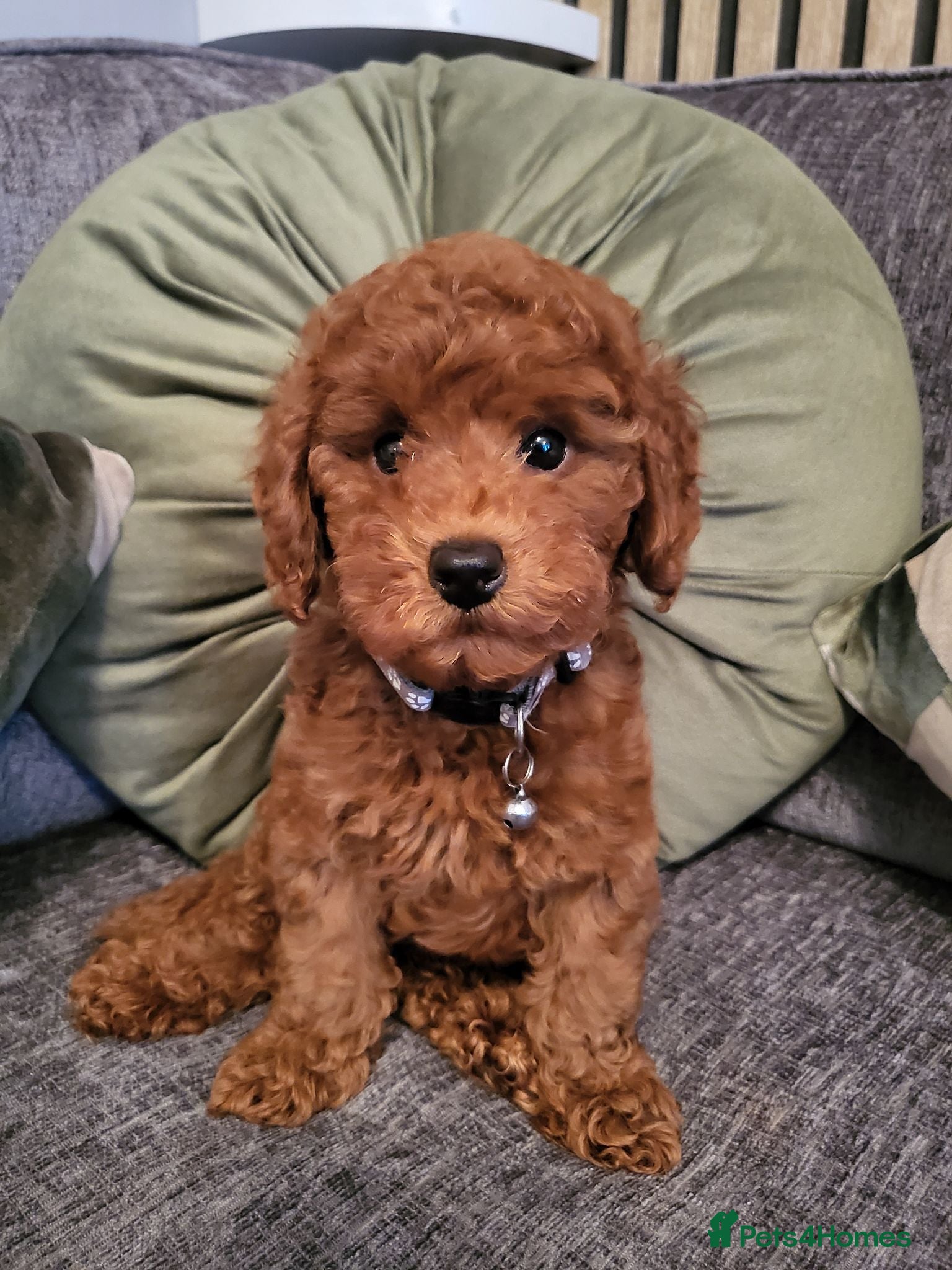 Miniature Poodle dogs KC Registered miniature poodle (Ready now) - Advert 2