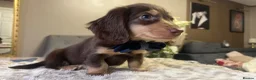 Miniature Dachshund dogs for sale: 🐾 Stunning Chocolate Cream Mini Longhair Boys ✨🐶 - Advert 8