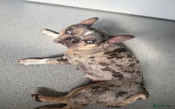 French Bulldog dogs for sale: 4 year old female mule french bulldog  - Image 1