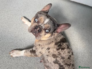 French Bulldog dogs - Advert 28