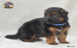 German Shepherd dogs for sale: Germand Shepherd puppies - Image 6