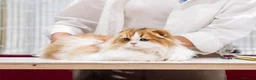 Scottish Fold cats for sale: Beautiful show quality scottish fold boys - Advert 12