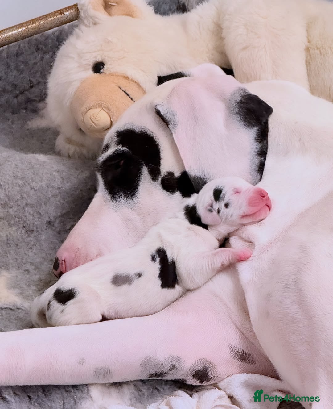 Great Dane dogs for sale: Great Danes Available–Gentle Giants in the Making - Advert 27