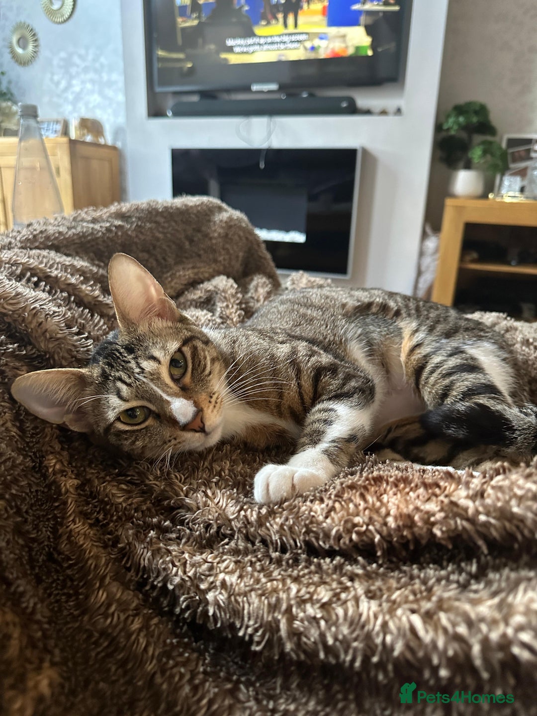 Mixed Breed cats for adoption: NOODLE-AMAZINGLY UNUSUAL FUR PATTERN -CONFIDENT! - Advert 3