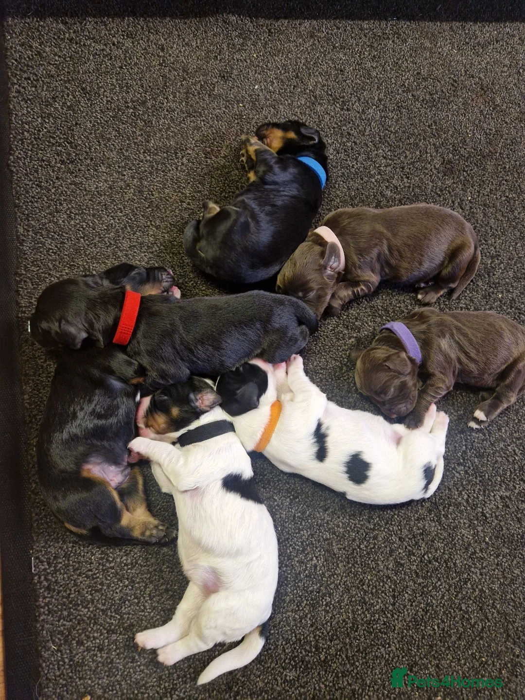 Cocker Spaniel dogs for sale: Cocker spaniels in Llandudno Junction - Advert 7