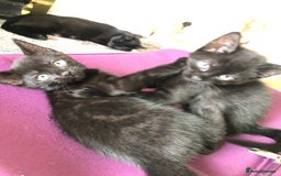British Shorthair cats for sale: 🐾 A Rare Band of Ghost Tabby Kittens 🐾 - Image 38