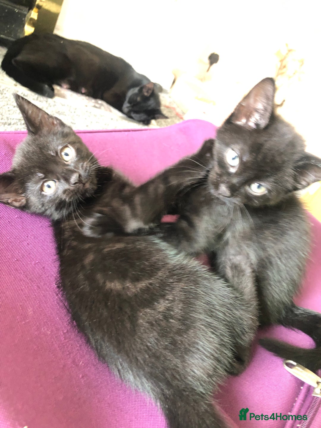 British Shorthair cats for sale: 🐾 A Rare Band of Ghost Tabby Kittens 🐾 - Image 38