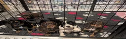 Cocker Spaniel dogs for stud: Kc registered proven stud  - Advert 13