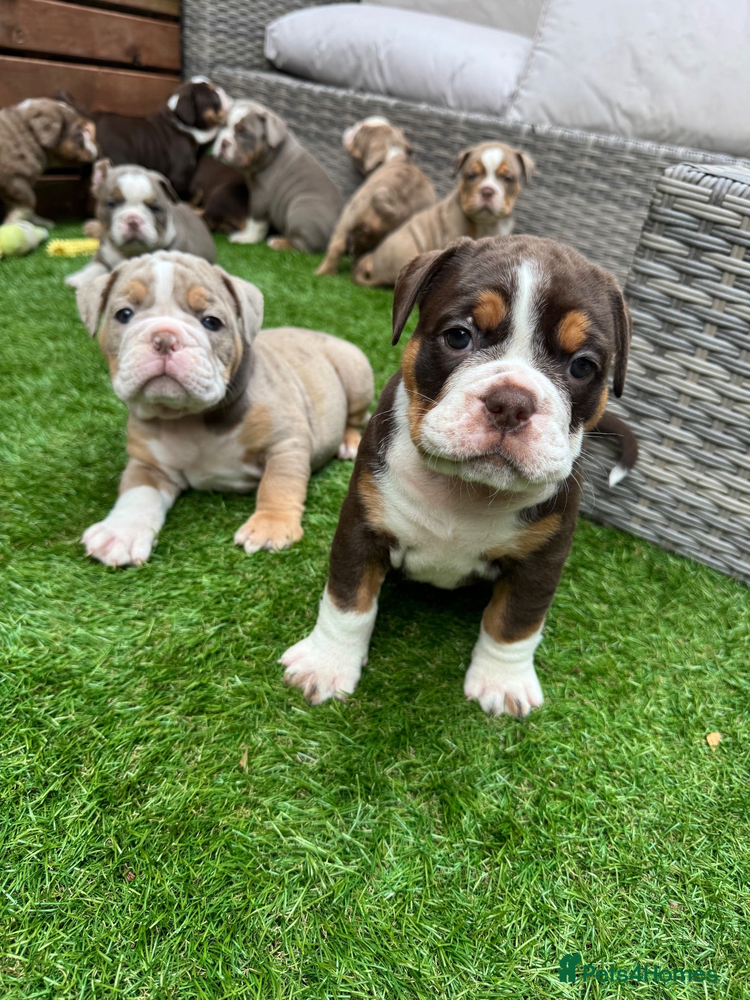 Olde English Bulldogge dogs 7 beautiful pups left!✨Olde English Bulldogges ✨  - Advert 3