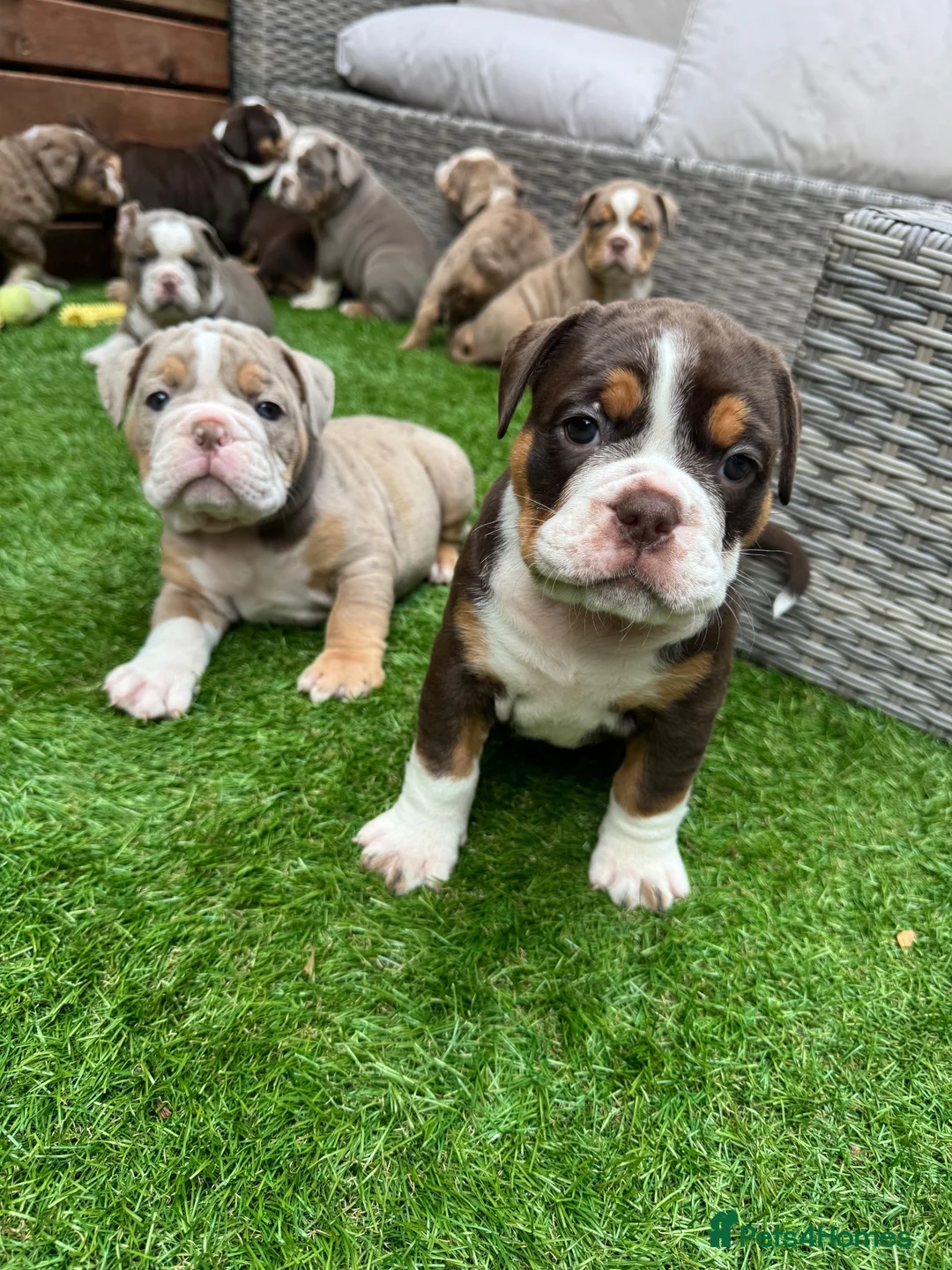Olde English Bulldogge dogs for sale: Reduced!!✨Olde English Bulldogges ✨  - Advert 1