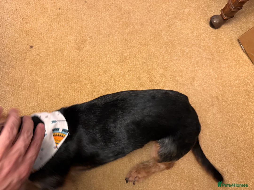 Dachshund dogs for sale: Lovely Dachshund. Mid size 4 year old boy - Advert 2