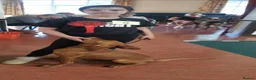 Hungarian Vizsla dogs for sale: CH SHOW & FIELD TRIAL Sired Puppy Waiting List  - Advert 6