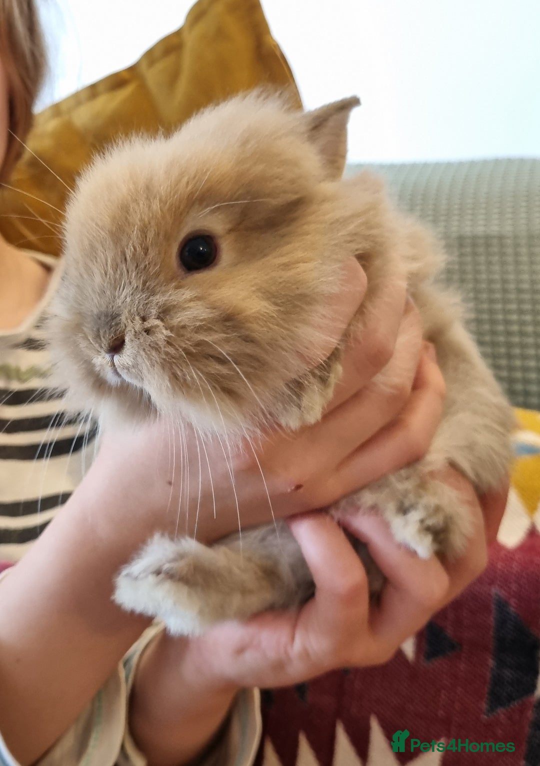 Lionhead rabbits for sale: Lionhead buck  - Image 1