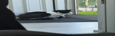 Domestic Shorthair 1