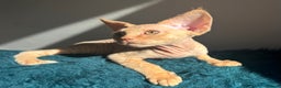 Devon Rex cats for sale: Devon Rex kittens  - Advert 15