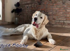 Golden Retriever dogs Champion lines~ Old English Cream~ DNA tested - Advert 7