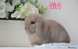 Mini Lop rabbits for sale: Beautiful pure mini lop bunnies  - Image 2