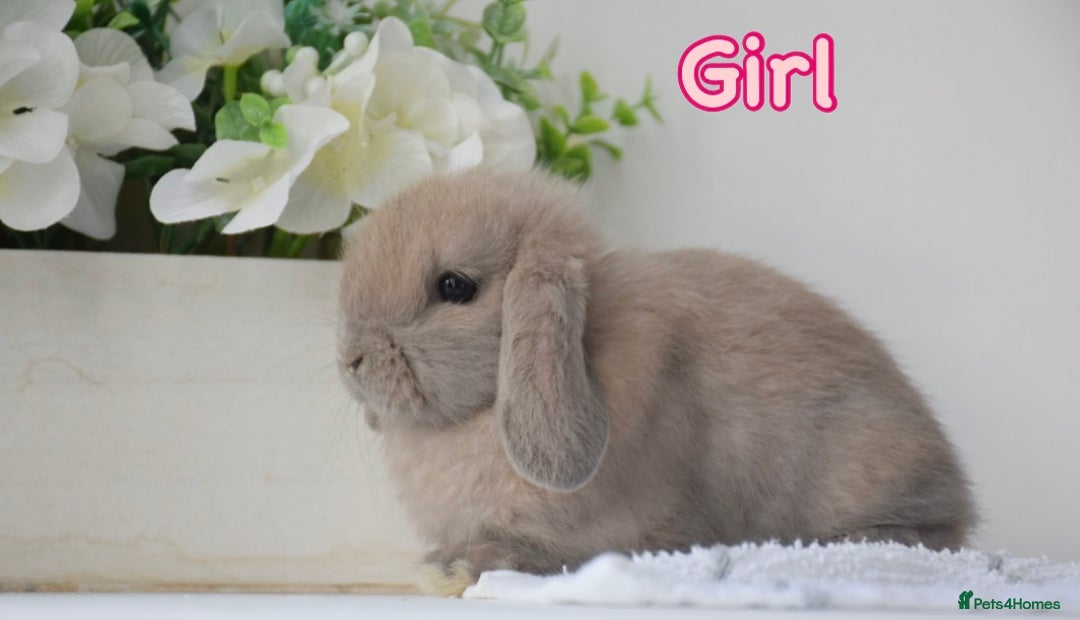 Mini Lop rabbits for sale: Beautiful pure mini lop bunnies  - Image 2